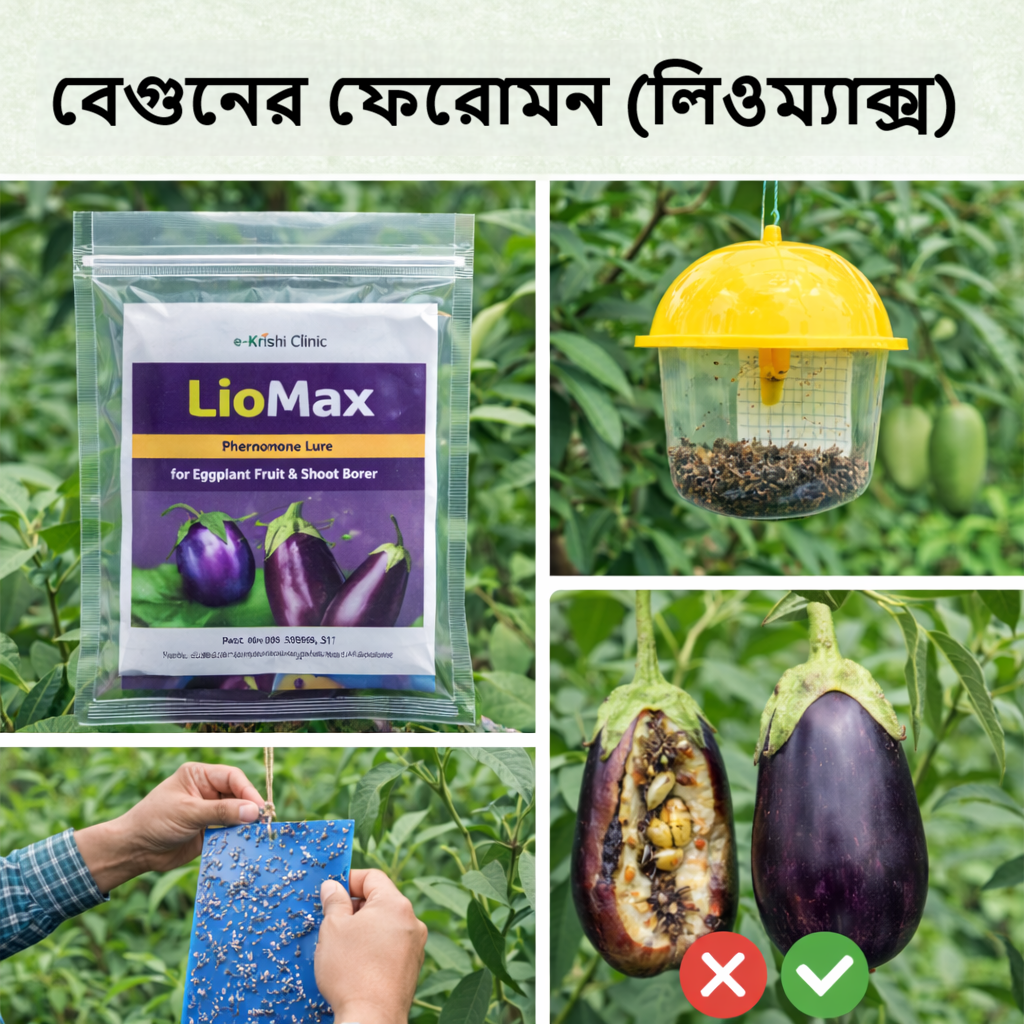 বেগুনের ফেরোমন (লিওম্যাক্স)